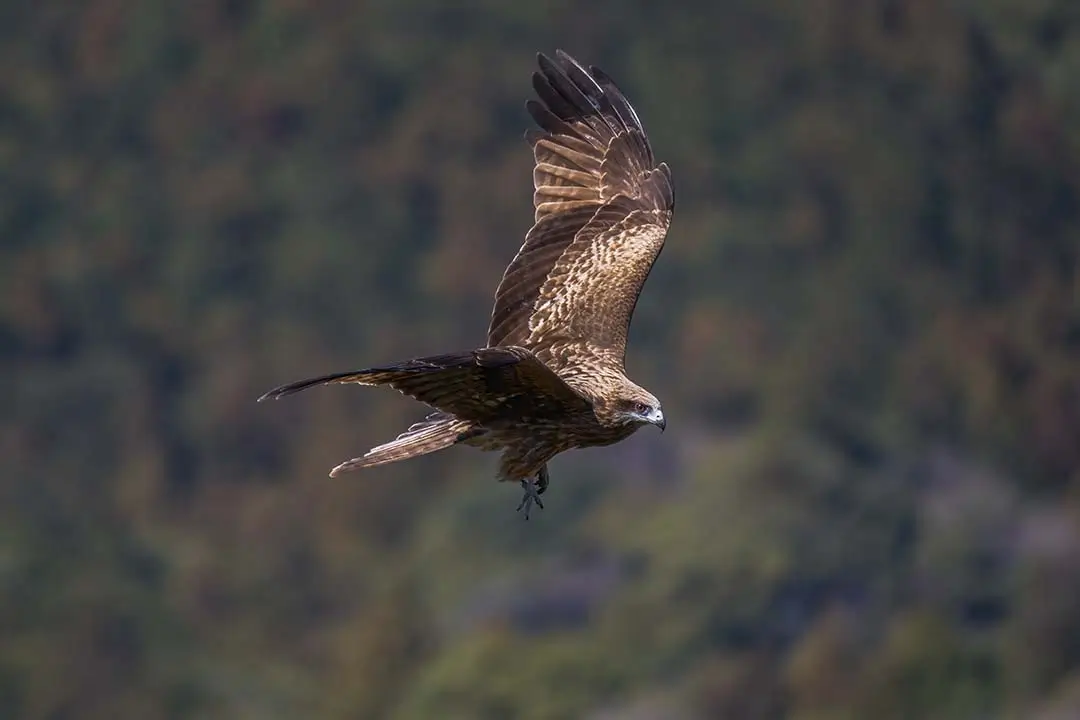 Black kite flying